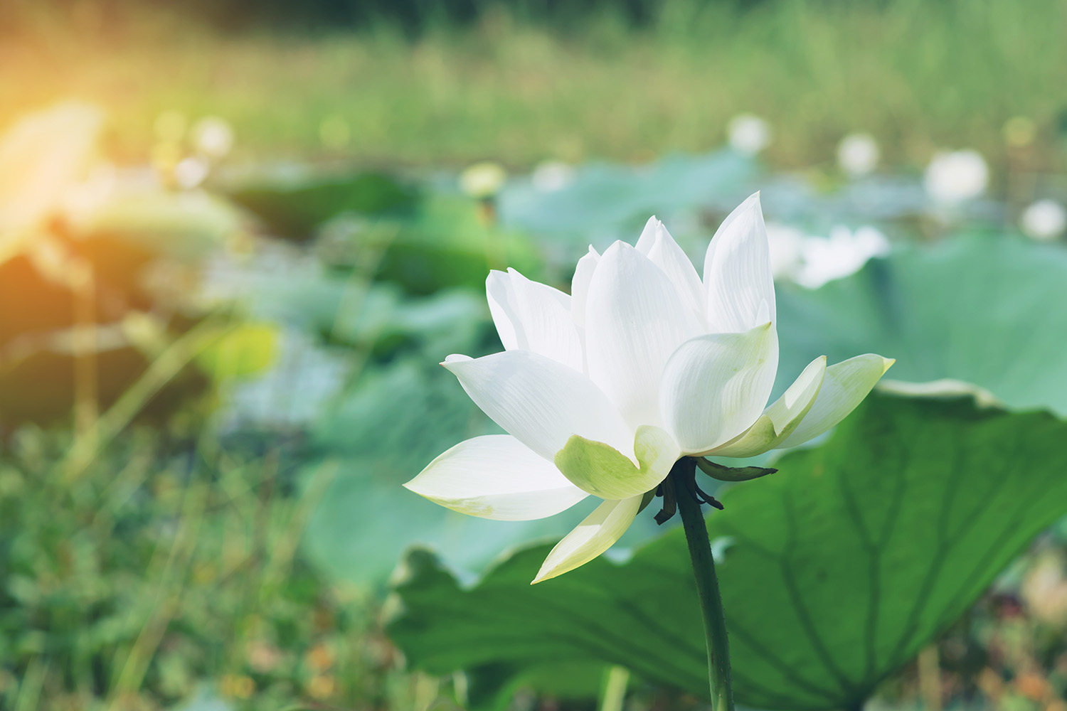 Contact Us - White Lotus Mental Health Clinic - Fargo, ND